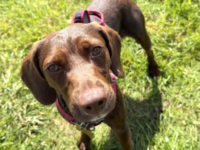 Turbo | Terrier (Jack Russell) Cross | Shoreham (Sussex) - 3