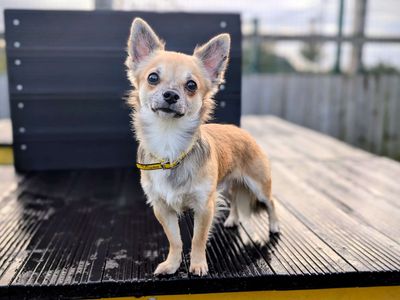Fred | Chihuahua (Smooth Coat) | Cardiff - 1