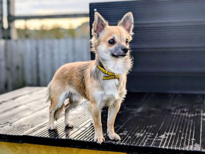 Fred | Chihuahua (Smooth Coat) | Cardiff - 3