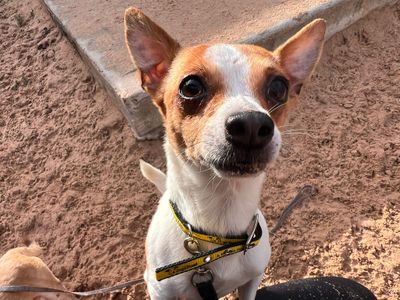 Jeff | Chihuahua (Smooth Coat) Cross | Cardiff - 1
