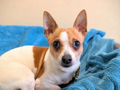 Jeff | Chihuahua (Smooth Coat) Cross | Cardiff - 3