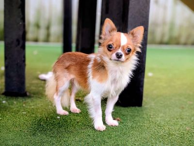 Alan | Chihuahua (Long Coat) | Cardiff - 3