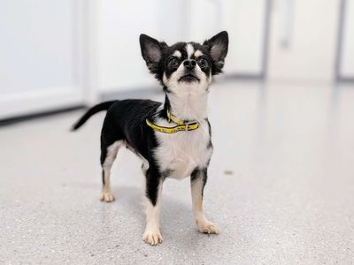 Enid | Chihuahua (Smooth Coat) | Cardiff - 3