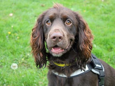 Woody | Spaniel (Cocker) | Merseyside (Liverpool) - 1