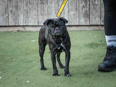 Betsie | Pug | Loughborough - 3
