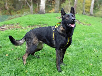 Zara | German Shepherd Dog | Merseyside (Liverpool) - 3