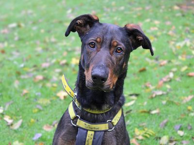 Squash | Dobermann Cross | Merseyside (Liverpool) - 1