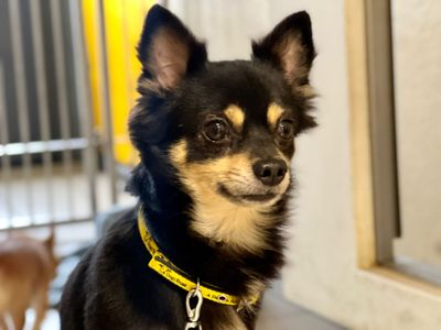 Ivor | Chihuahua (Long Coat) | Cardiff - 3