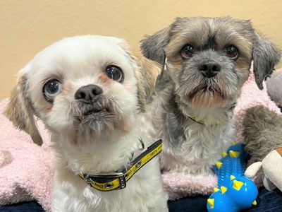 Heidi | Shih Tzu | Ballymena (Northern Ireland) - 3