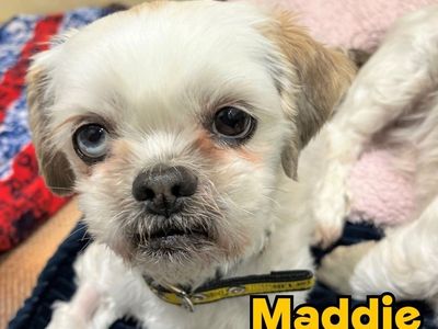 Heidi | Shih Tzu | Ballymena (Northern Ireland) - 5