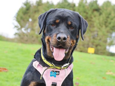 Roxie | Rottweiler | Leeds - 1