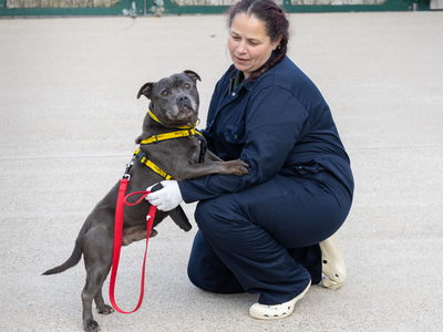 Augustus | Terrier (Staffordshire Bull) | Loughborough - 3