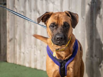 Spinach | Mastiff Cross | Loughborough - 3