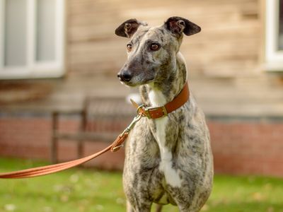 Emily | Greyhound | Kenilworth (West Midlands) - 5