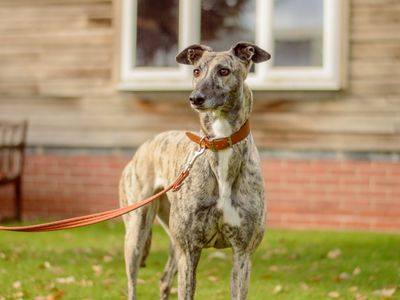 Emily | Greyhound | Kenilworth (West Midlands) - 3