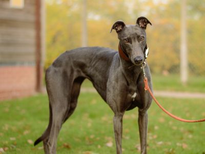 Elle | Greyhound | Kenilworth (West Midlands) - 5