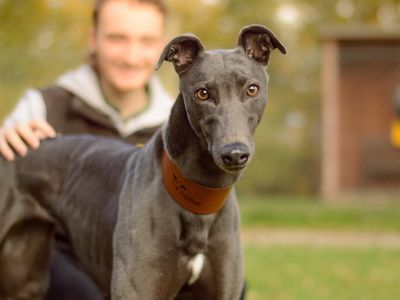 Elle | Greyhound | Kenilworth (West Midlands) - 3