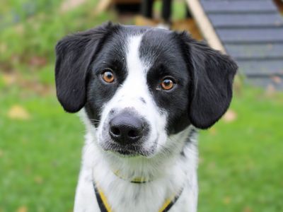 Maverick | Beagle Cross | Merseyside (Liverpool) - 1