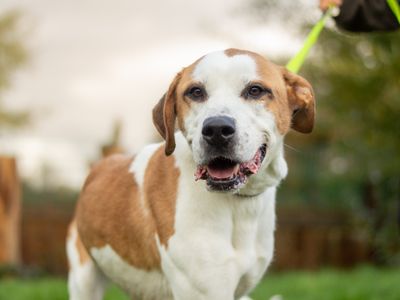 Trixie | Foxhound Cross | Kenilworth (West Midlands) - 4
