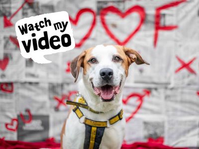 Trixie | Foxhound Cross | Kenilworth (West Midlands) - 2