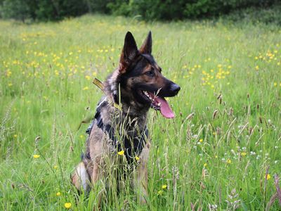 Riley, a 6 years old female German Shepherd available for adoption from Dogs Trust in Merseyside