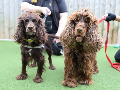 Princess and Rita, a 4 years old female Unknown available for adoption from Dogs Trust in Leeds