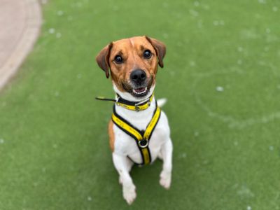 Roy Kent | Terrier (Jack Russell) | Cardiff - 3