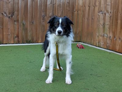 Ted | Collie (Border) | Evesham (Worcestershire) - 3