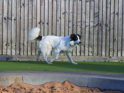 Joe | Collie (Border) | Evesham (Worcestershire) - 5