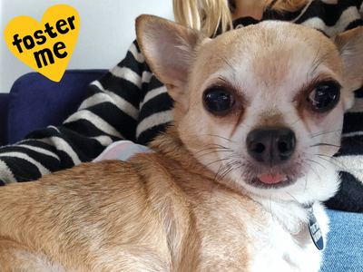 Calvin | Chihuahua (Smooth Coat) | Shoreham (Sussex) - 3