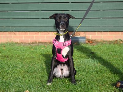 Bambi | Terrier (Staffordshire Bull) Cross | Harefield West London - 2