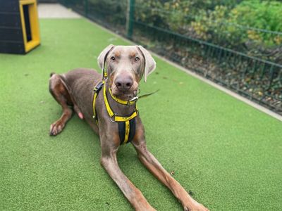 Rocco | Dobermann | Basildon (Essex) - 5