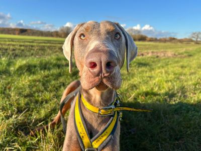Rocco | Dobermann | Basildon (Essex) - 3