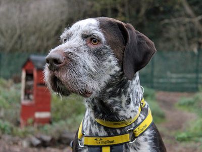 Watson | Pointer (German Shorthaired) Cross | Merseyside (Liverpool) - 3