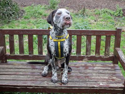 Watson | Pointer (German Shorthaired) Cross | Merseyside (Liverpool) - 2