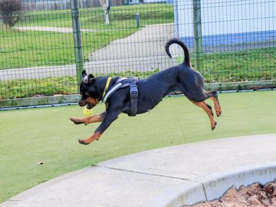 Lucy | Rottweiler | Evesham (Worcestershire) - 5
