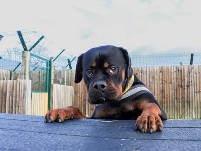 Lucy | Rottweiler | Evesham (Worcestershire) - 3