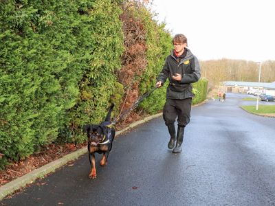 Lucy | Rottweiler | Evesham (Worcestershire) - 5