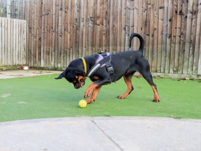 Lucy | Rottweiler | Evesham (Worcestershire) - 3