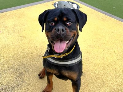 Lucy, a 4 years old female Rottweiler available for adoption from Dogs Trust in Evesham, West Midlands