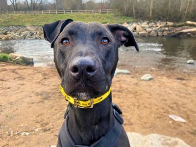 Milo | Lurcher | Manchester - 4
