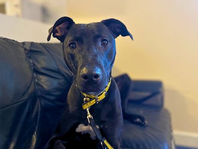 Milo | Lurcher | Manchester - 2