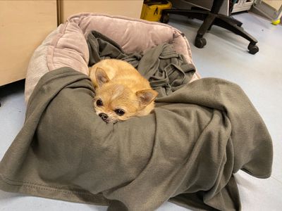 Bindy | Chihuahua (Smooth Coat) | Manchester - 3