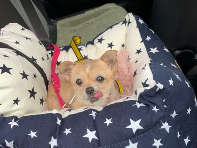 Bindy | Chihuahua (Smooth Coat) | Manchester - 2