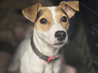 Rex | Terrier (Jack Russell) | Shrewsbury (Shropshire) - 3