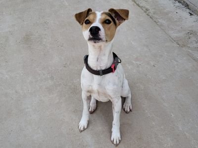 Rex | Terrier (Jack Russell) | Shrewsbury (Shropshire) - 1