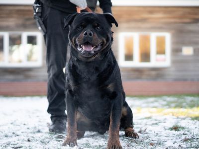Tyson | Rottweiler | Kenilworth (West Midlands) - 1