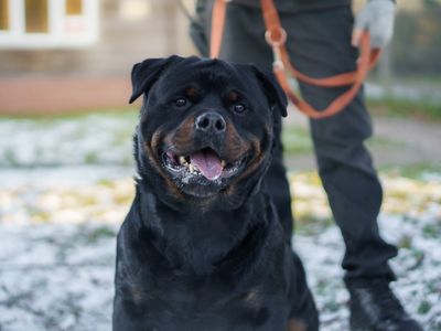 Tyson — Rottweiler