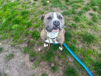 Chico | Terrier (Staffordshire Bull) | Cardiff - 3
