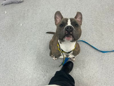 Chico | Terrier (Staffordshire Bull) | Cardiff - 1